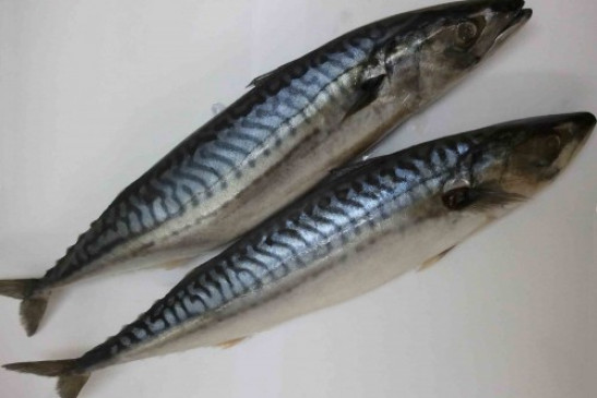 Saba Fish